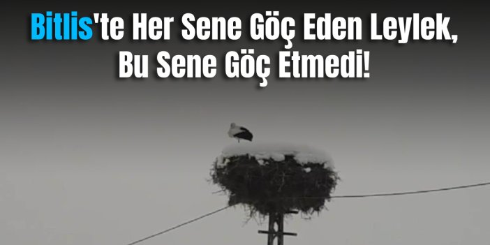 Soğuk Bitlis'i Terk Etmeyen Leylek, Bu Sene Yuvadan Ayrılmadı
