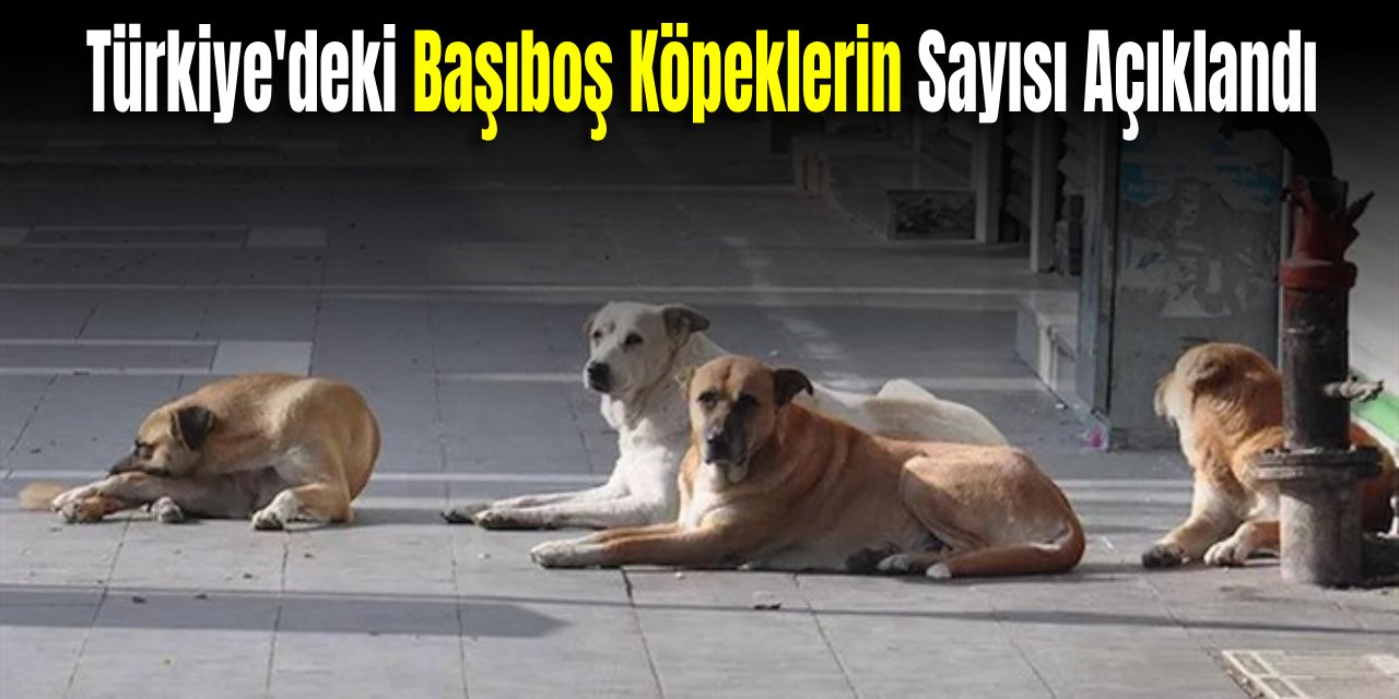 Bakanlık, Türkiye'deki Başıboş Köpeklerin Sayısı Açıkladı