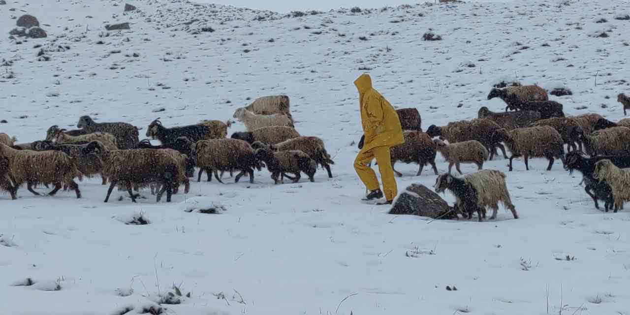 Kar Fırtınasında Koyun Sürüsü Geri Dönüş Yolunda