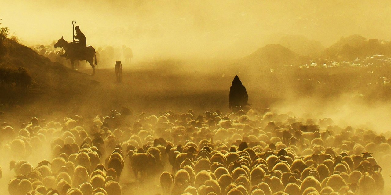 Nemrut Dağı'nda Koyun Sürülerinin Tozlu Yolculuğu