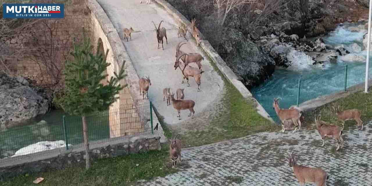 Köprüde Sürü Halinde Gezen Dağ Keçileri Görüntülendi
